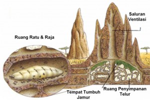 Struktur Sarang Rayap