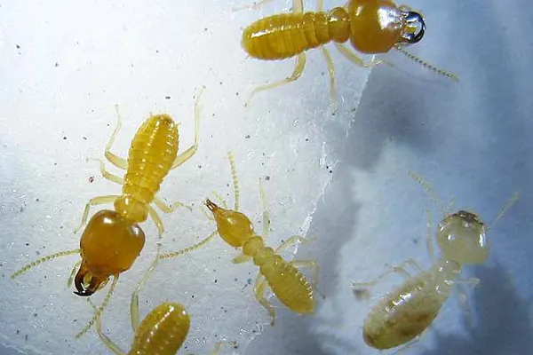 Schedorhinotermes